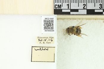 Media type: image;   Entomology 769234 Aspect: Labels